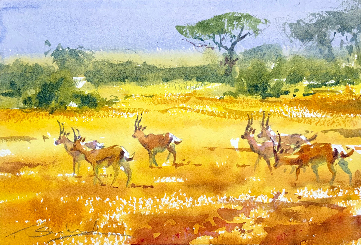 Impala on The African Plain