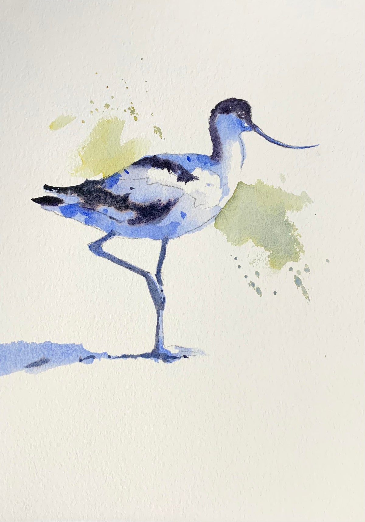 Avocet