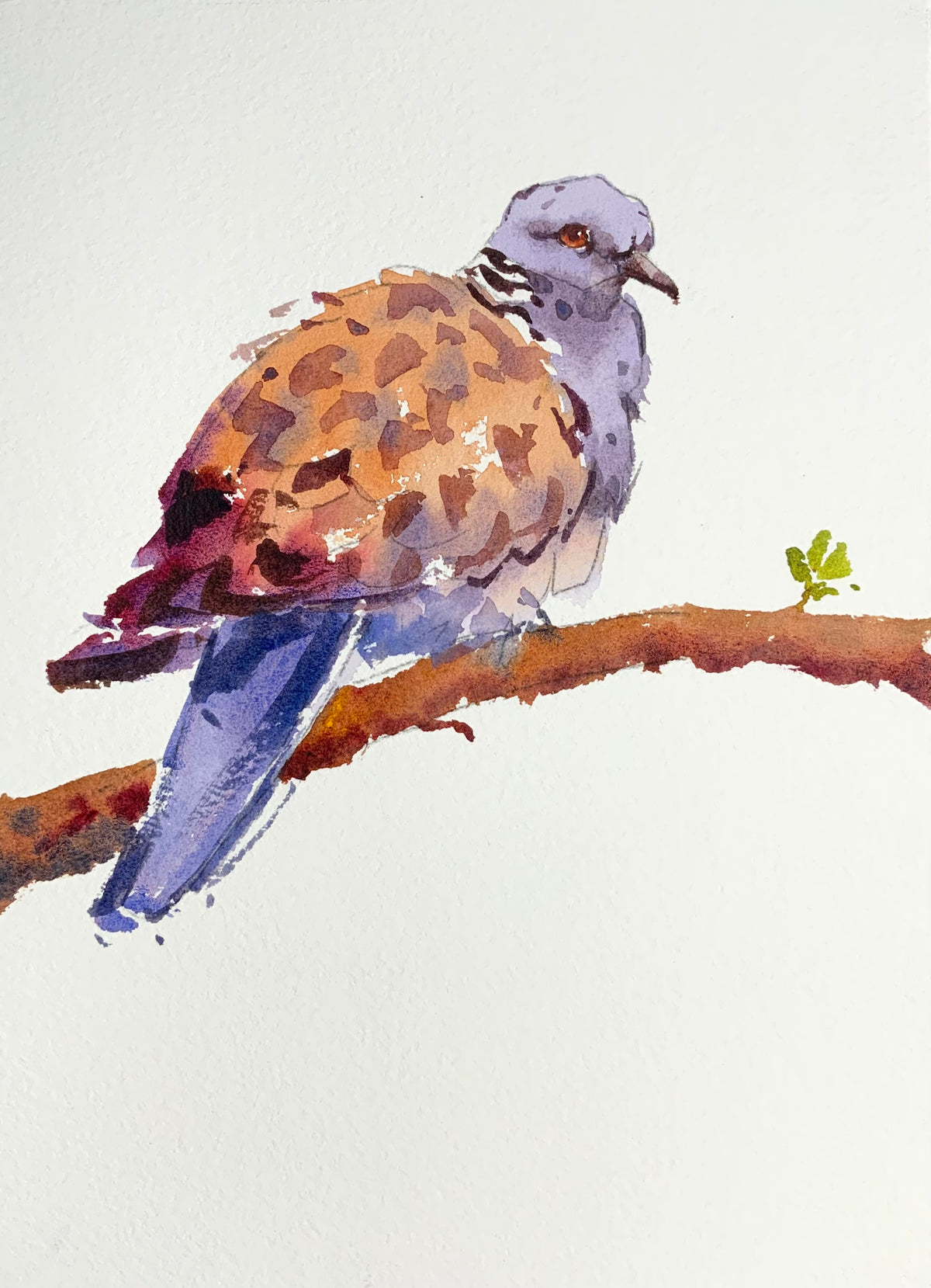 Turtle Dove