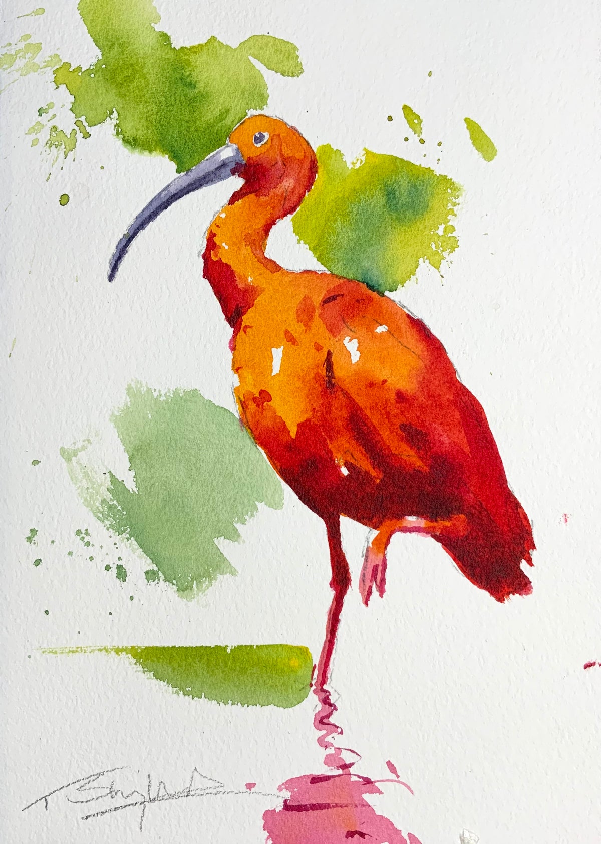 Ibis