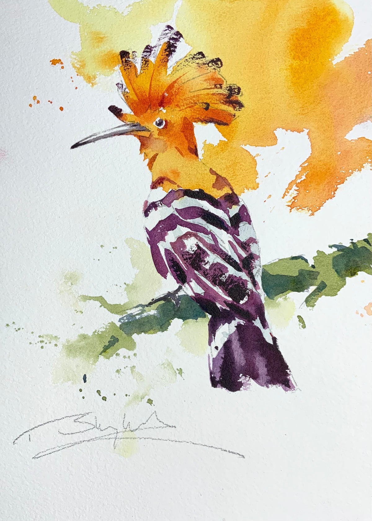Eurasian Hoopoe