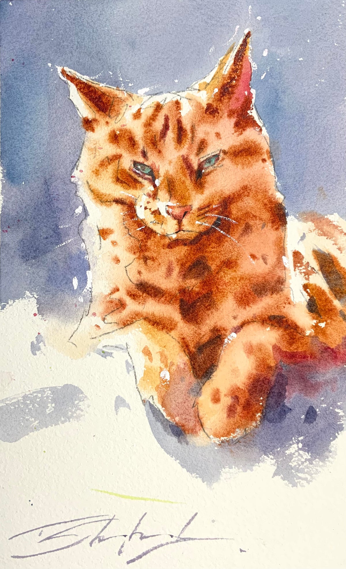 Orange Cat