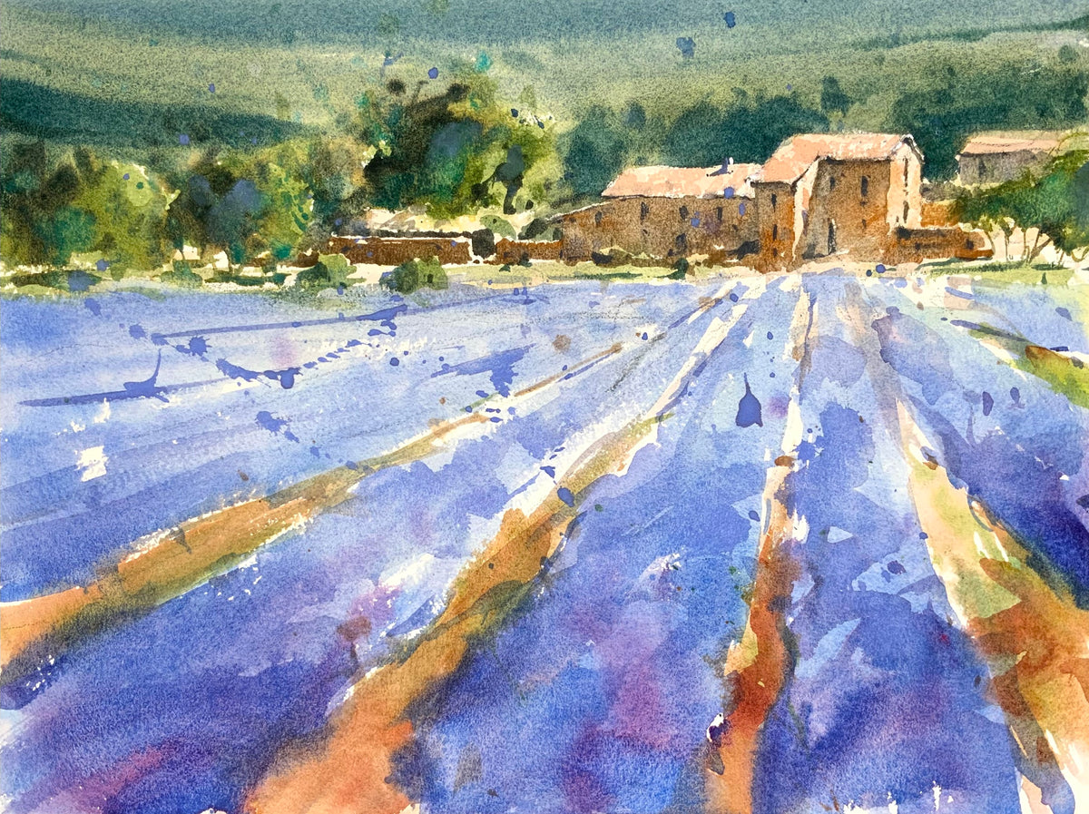 Rows Of Lavender