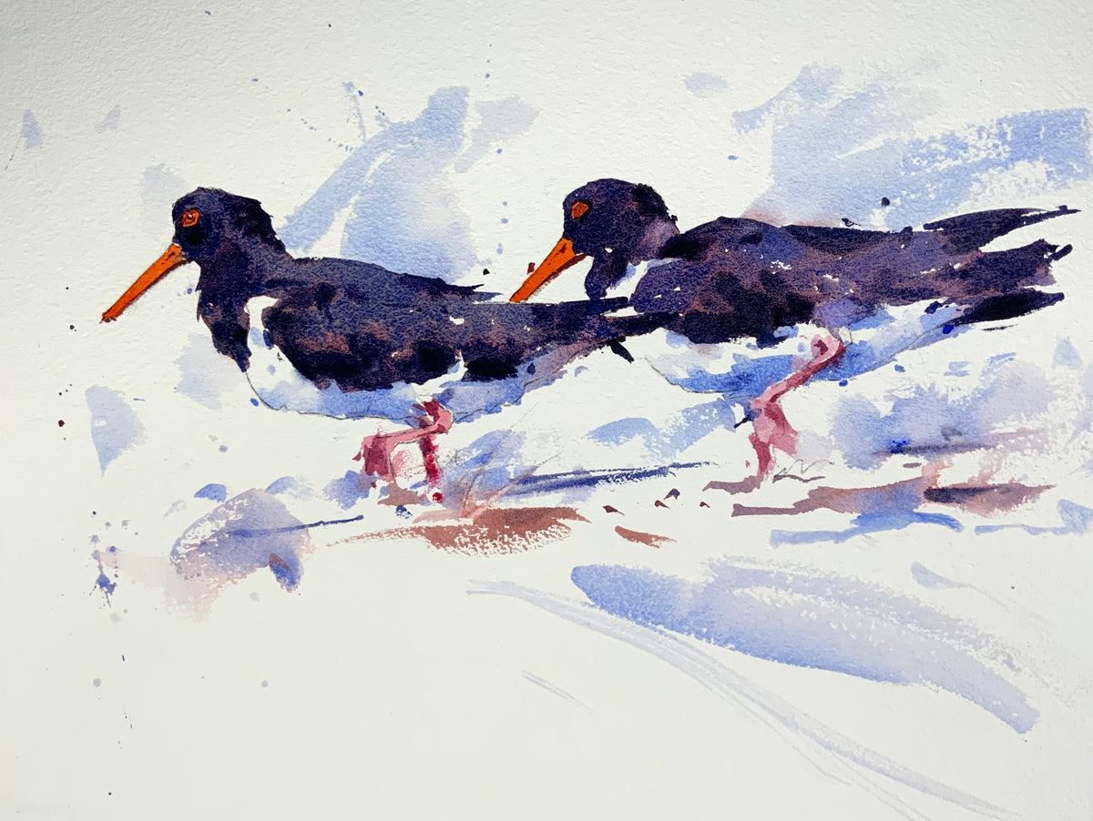 Two Oystercatchers