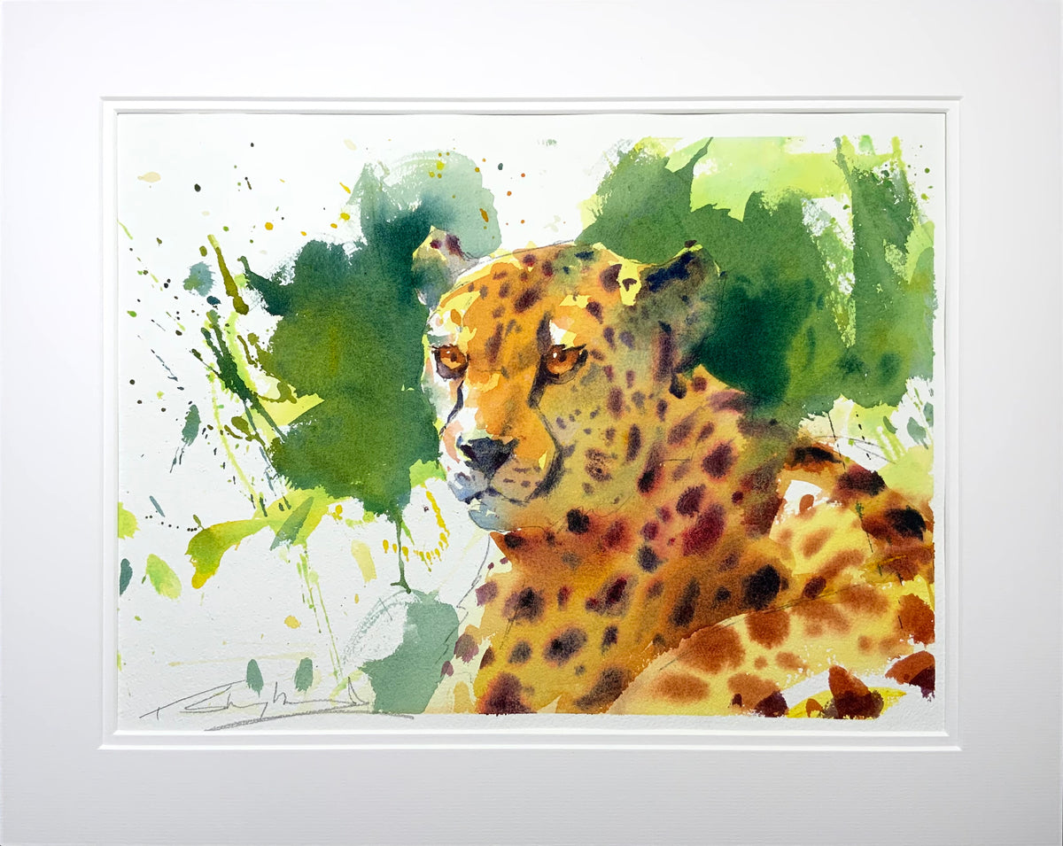 Cheetah